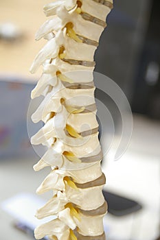 The spine