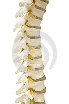 Columna vertebral 