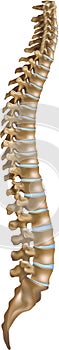 Columna vertebral 