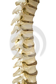 The spine