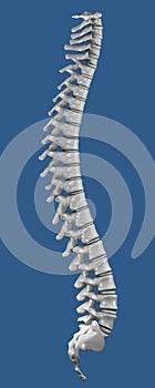 Columna vertebral 