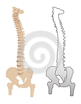 Colonna vertebrale 