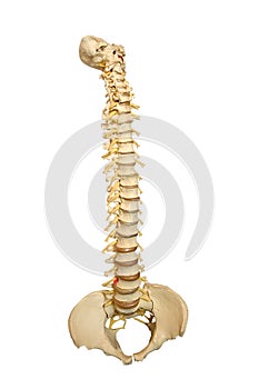 Spine