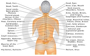 Spine and All Organs