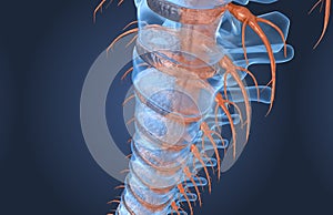 Spine anatomy x-ray macro view