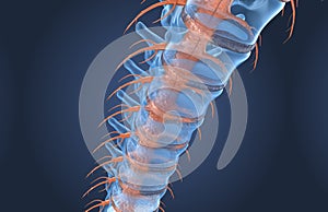 Spine anatomy x-ray macro view, 3d render