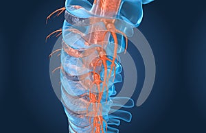 Spine anatomy x-ray macro view, render