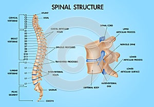 Spine Anatomy Realistic Chart