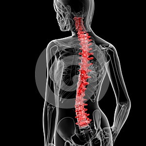 Spine bone photo