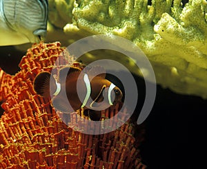 Spine Cheek Anemonefish or Maroon Clownfish, premnas biaculeatus, with Coral photo