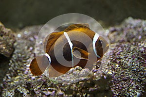 Spine-cheeked anemonefish Premnas biaculeatus