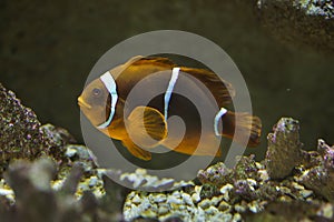 Spine-cheeked anemonefish Premnas biaculeatus photo