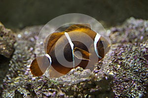 Spine-cheeked anemonefish Premnas biaculeatus photo