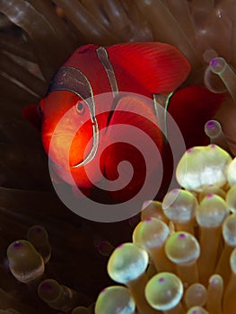 Spine-cheeked anemonefish, Premnas biaculeatus. Misool, Raja Ampat, Indonesia