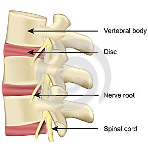 Spine disc and vertebral body anatomy medical vector illustration on white background