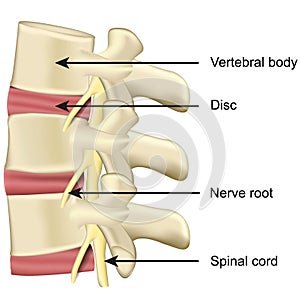 Spine disc and vertebral body anatomy medical vector illustration on white background photo