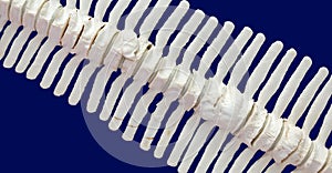 Spine of a dolphin