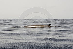 A spine and fin of diving blue whale