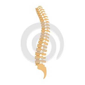 Spine icon, flat style