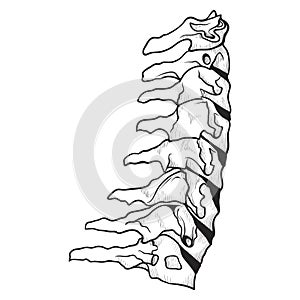 Spine icon, skeletal orthopedic and spinal backbone