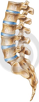 Spine - Lumbar Region