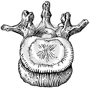 Spine - Lumbar Vertebra