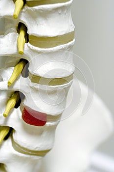 Spine Model