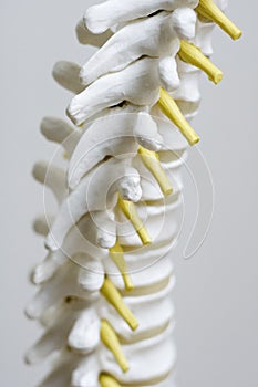 Spine model up close photo