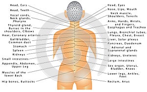 Spine - organ correlation