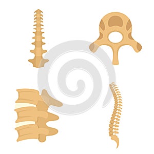 Spine orthopedic vertebra icons set, flat style