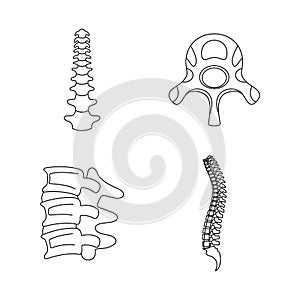 Spine orthopedic vertebra icons set, outline style