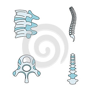 Spine orthopedic vertebra icons set vector color