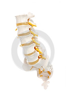 Spine preparation