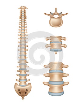 Spine. Realistic medical illustrations of spinal segments vertebra anatomy decent vector medical template illustrations