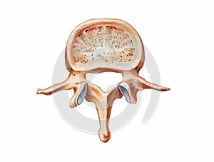 Spine - Second Lumbar Vertebra