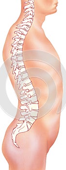 Spine - In Situ Side View