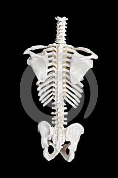 Spine of a skeleton.