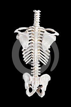 Spine of a skeleton. photo