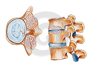 Columna vertebral espinal 