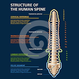 Spine structure infographic. Human vertebral, specifying all divisions, educational science anatomical model, skeleton