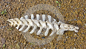 Spine Vertebrae