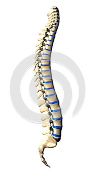 Spine Vertebrae - Lateral view / Side view