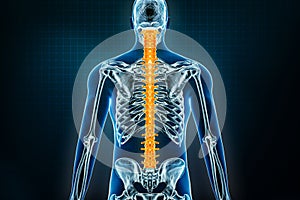 Spine or vertebral column x-ray posterior view. Osteology of the human skeleton, back bones 3D rendering illustration. Anatomy,