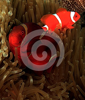 Spinecheek Anemonefish