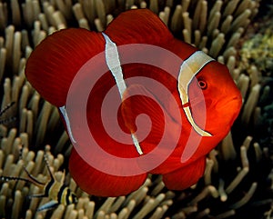 Spinecheek Anemonefish