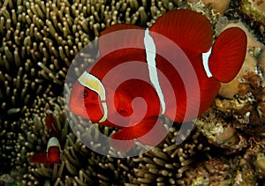 Spinecheek Anemonefish