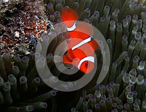 Spinecheek Anemonefish