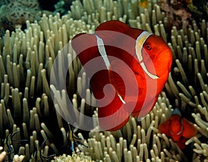 Spinecheek Anemonefish