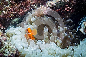 Spinecheek Anemonefish