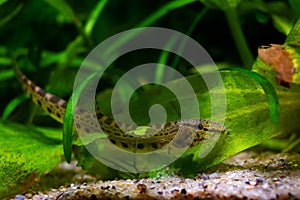 Spined loach, dwarf coldwater fish in European nature aquarium, close-up portrait on sand bottom among green vegetation